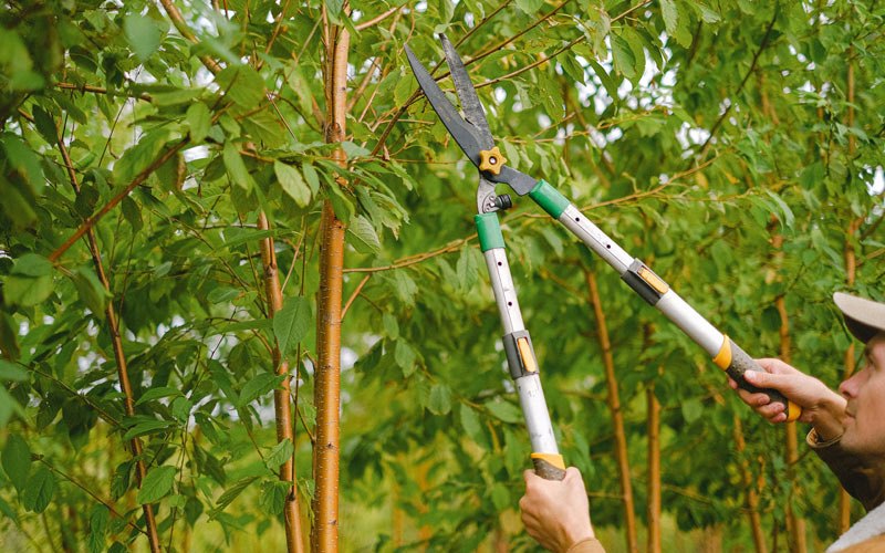Tree trimming in Shandaken, NY